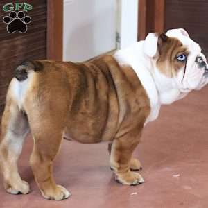 Coach, English Bulldog Puppy